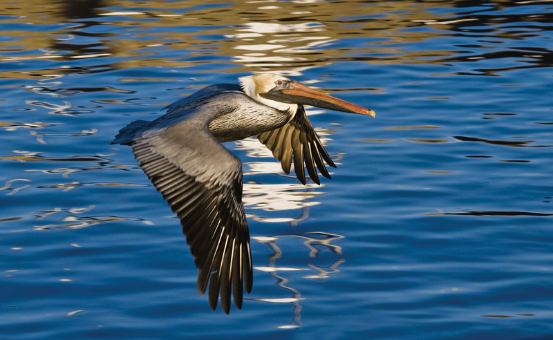 Pelican-Flying