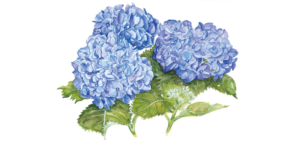Watercolor painting of blue hydrangeas