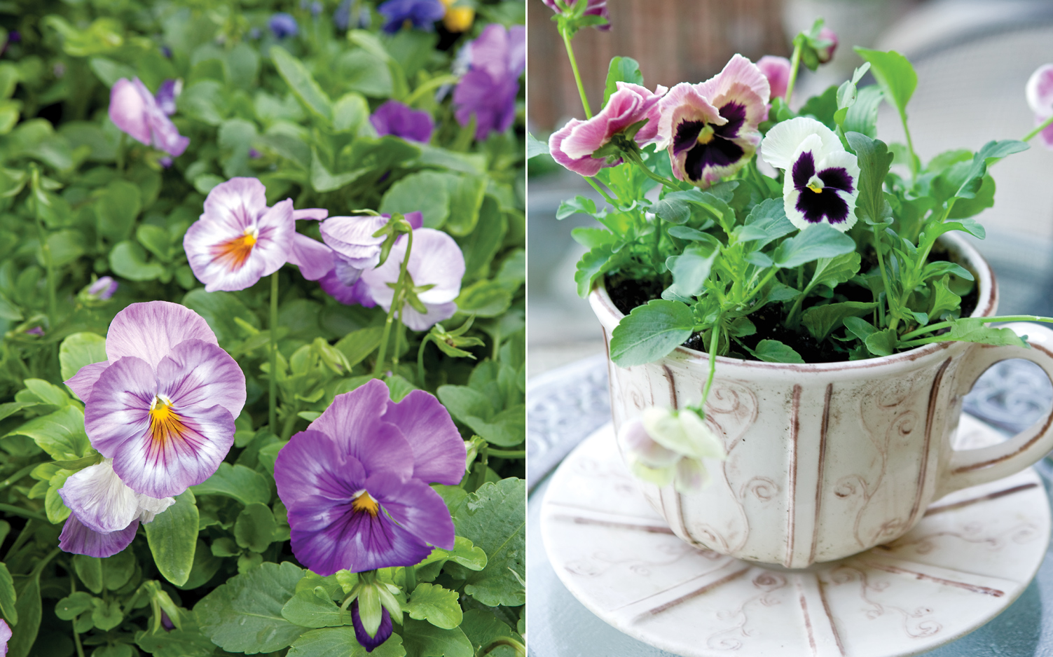 a picture of a teacup and pansies