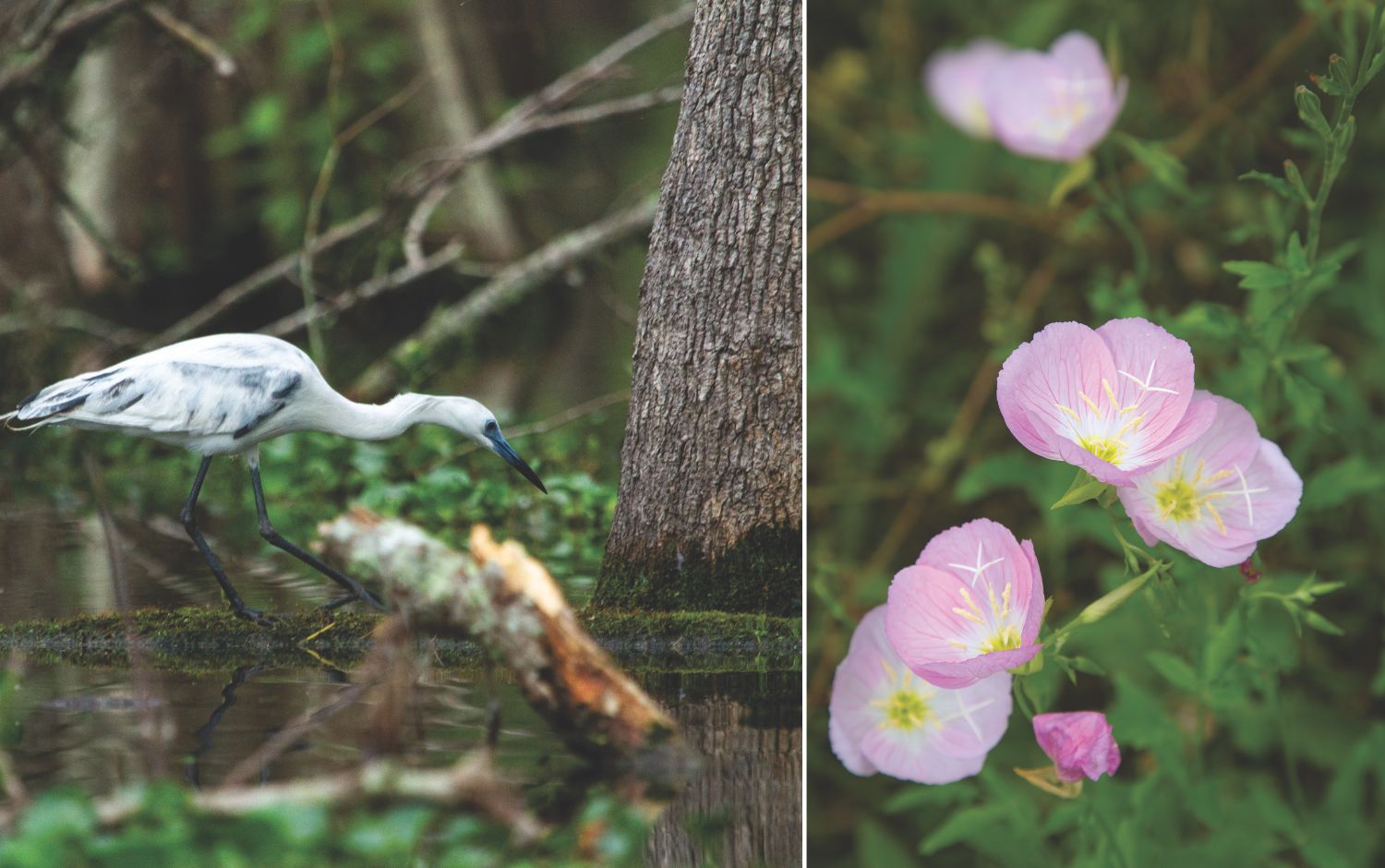 Heron and Blooms: Cajun Coast